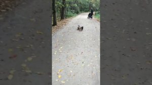 Норвич терьеры на прогулке