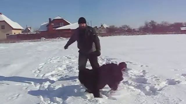 Бернский зенненхунд ОЗЗИ. смотреть онлайн