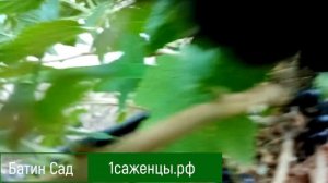 Черная смородина Нюрсинка