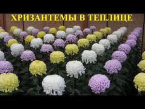 Эксперимент окончен. Переоборудование теплицы под цветы (Хризантемы)!!!