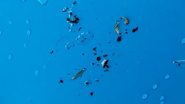 Как избавиться от грибного комарика. Мой личный опыт. смотреть онлайн