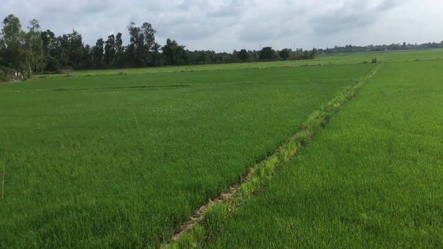 Рис смотреть онлайн