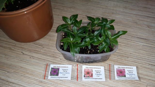 КАТАРАНТУСУ 3 НЕДЕЛИ/ПОРА  ПИКИРОВАТЬ 🌱