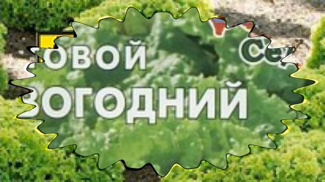Зелень на подоконнике. Что можно посадить??