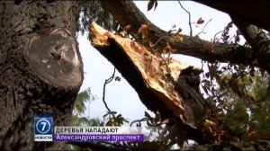 В Одессе из-за сильного ветра деревья падают на автомобили
