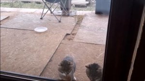 КОТЭ Уличные коты рвутся в дом!