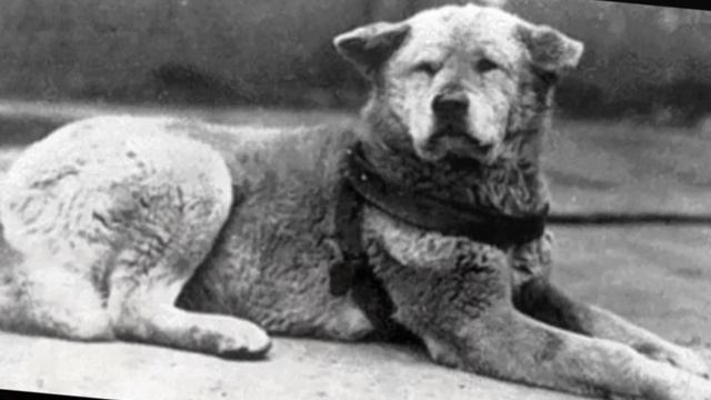 Хатико Самый Верный Друг смотреть онлайн