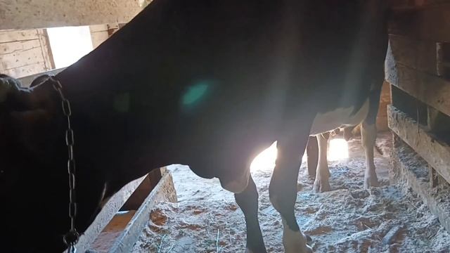 Режим питания коровы после отела.Как мы справляемся с отеками вымени у коровы.Советы для начинающи смотреть онлайн