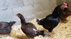 Корниш в нашем хозяйстве