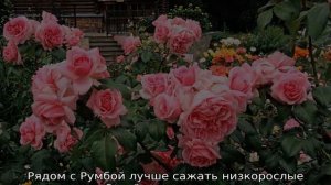 Роза Румба
