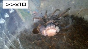 Линька паука птицееда Chilobrachys fimbriatus