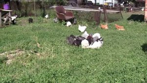 Куры и цыплята: кохинхин, брама и орпингтон - Гуковские куры Сергея Матрипулы