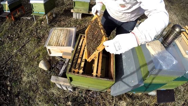 Пчеловодство Ревизия Пасеки Осмотр Семей после Зимовки Мотоблок смотреть онлайн