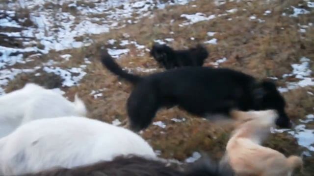 Как у нас козы зимой пасутся.... смотреть онлайн