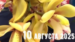 Грабли веерные Для любителей канала Грабли Live  10.08.2025