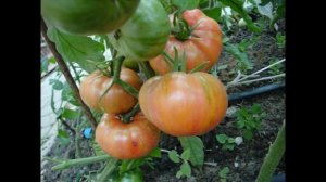 Томат Малиновая Зебра