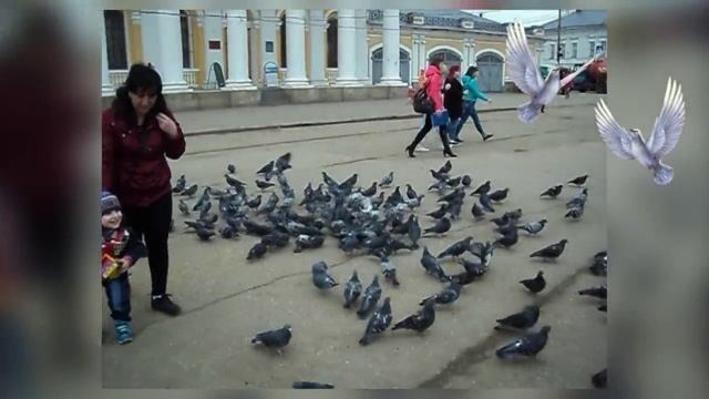 Голуби - Костромы