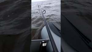 Сом на Ладоге