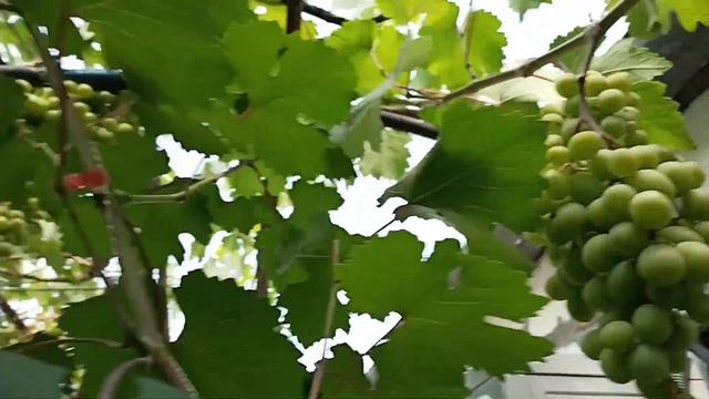 ГОРОШЕНИЕ гроздей винограда. Почему его нет дома?