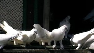будапештские голуби.
