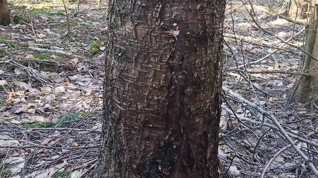 Збираємо березовий сік. Березовий сік. Сезон березового соку смотреть онлайн