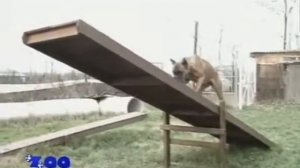 О породе собак   Боксер