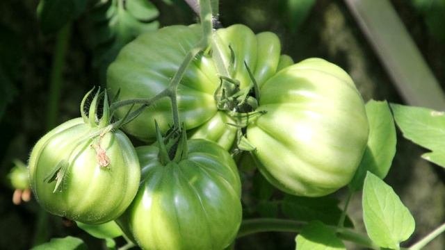 ПОСЛЕ ТАКОЙ ПОДКОРМКИ, УРОЖАЙ БУДЕТЕ СОБИРАТЬ ДО ХОЛОДОВ, ТОМАТЫ ПЛОДОНОСЯТ В ОГРОМНОМ КОЛИЧЕСТВЕ