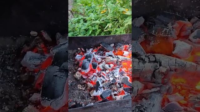 шашлык из медвежатины???