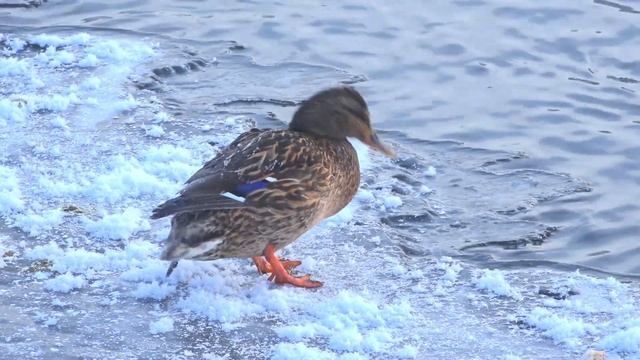 «Серая шейка» в Верхней Салде смотреть онлайн