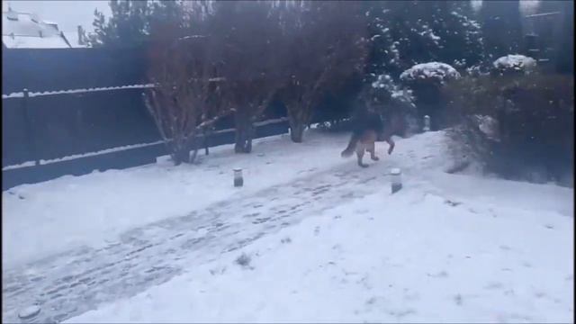 Гром и Рэкс.  Поиск человека на участке. Охрана территории.