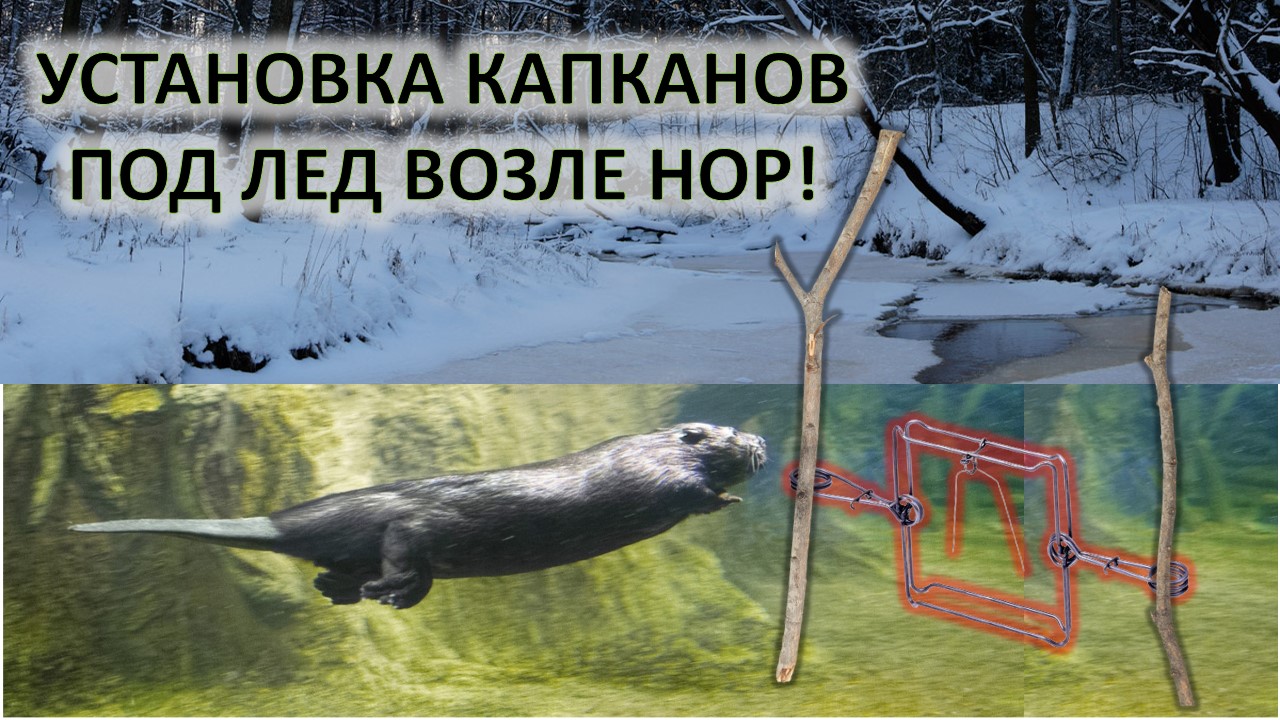 Капкан монтаж. Установка капкана на бобра. Покажи бобра. Бобер попался в капкан.