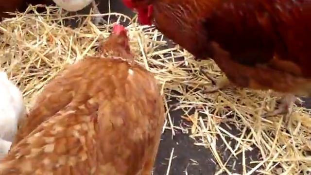Кормить кур можно сырой морковью! Она заменяет собой рыбий жир!