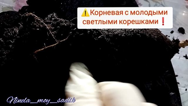 Саженцы магазина 'Светофор'. На что обращать внимание при покупке. Видеобзор.