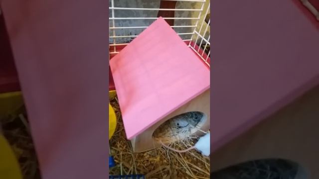 Японские мышки смотреть онлайн