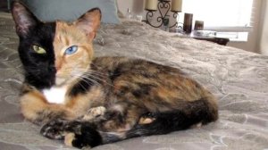 САМЫЕ НЕОБЫЧНЫЕ КОТЫ / ПОПУЛЯРНЫЕ КОШКИ