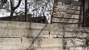 Лай кавказской овчарки