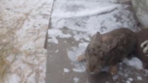 Вес крольчат породы Фландер в 3 месяца.
