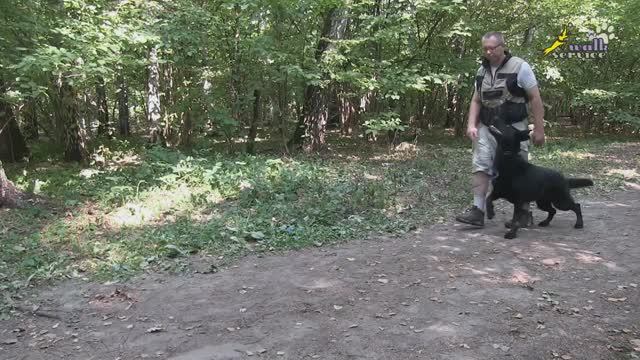 Дрессировка собак, команда рядом, 2 этапа приучения к механике смотреть онлайн