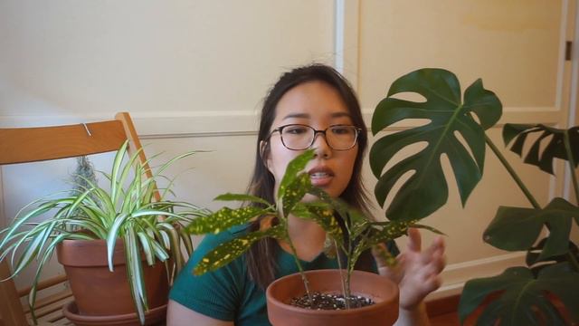 HOUSEPLANT TOUR! // 11 Beginner friendly plants!!