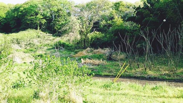 月桂樹と春の庭 смотреть онлайн