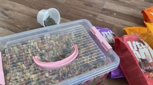 Мешаю корм для крыс, покупки, пробуем наполнитель carefresh