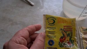 Как пережила рассада в теплице после заморозков. Что стало с моей рассадой