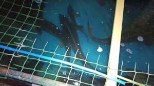 Приобрел малька стерляди