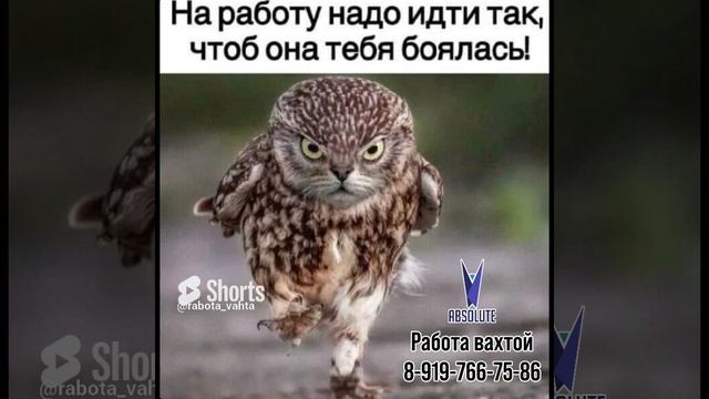 #шутка #вахта #москва #работа #вакансии #понедельник #рабочая неделя