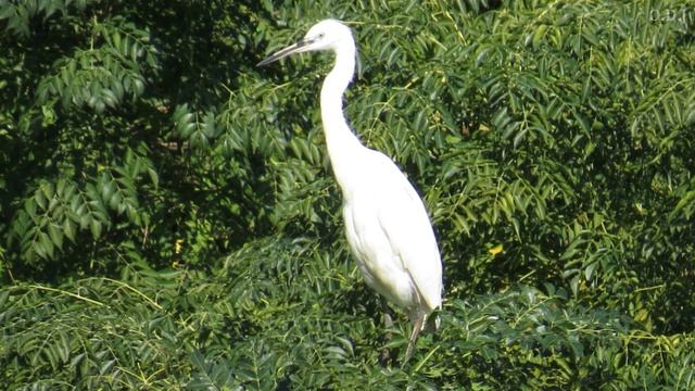 HASIL FOTO DARI CANON POWERSHOOT SX50 HS смотреть онлайн