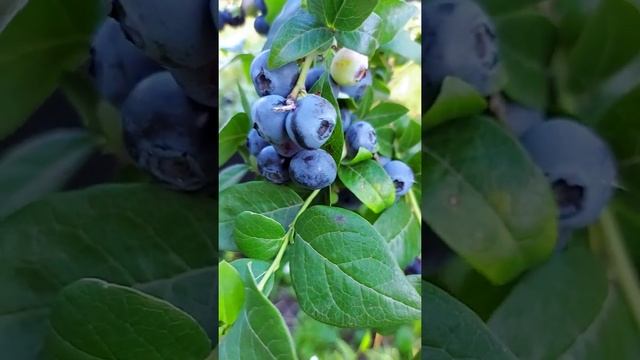 Выращиваем голубику на Кубани. Первый урожай! А вы видели , как растёт голубика? смотреть онлайн