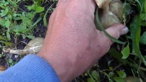 Урожай лука из семян в первый год посадки