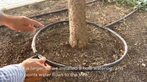 Best way for watering trees / Самый эффективный способ полива деревьев