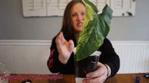 UnBox with ME! ||RARE Variegated Syngonium|| RARE Plant Mail!