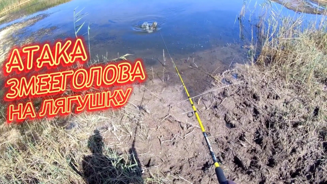 Мощная Атака Змееголова - ловля на спиннинг #змееголов #2023 #рыбалка #top #fishing